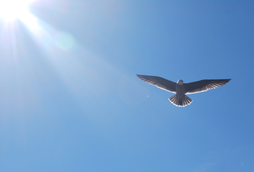 A single bird flying free
