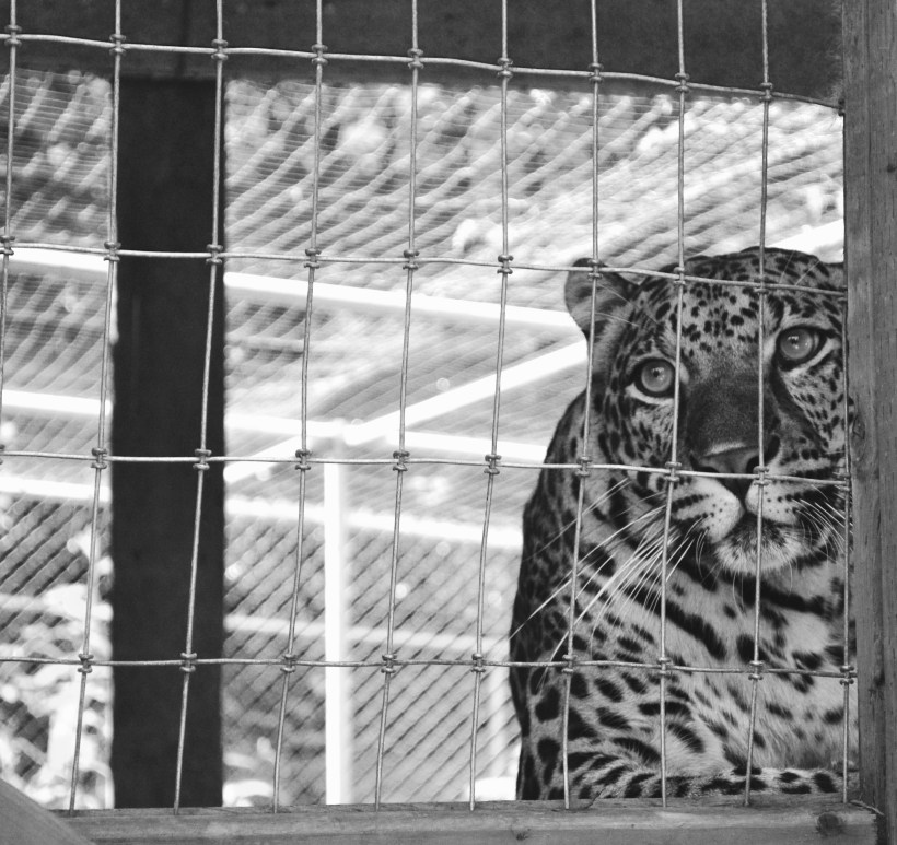 A caged Jaguar